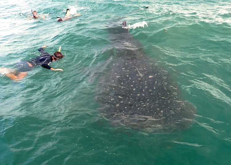 Snorkelling with whale sharks in the Kilondo Channel, Mafia Archipelago