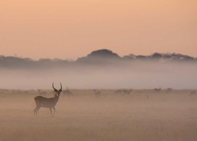 Impala in the mist, Kafue National Park