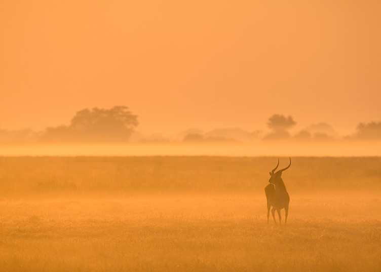 Puku in the mist, Kafue National Park