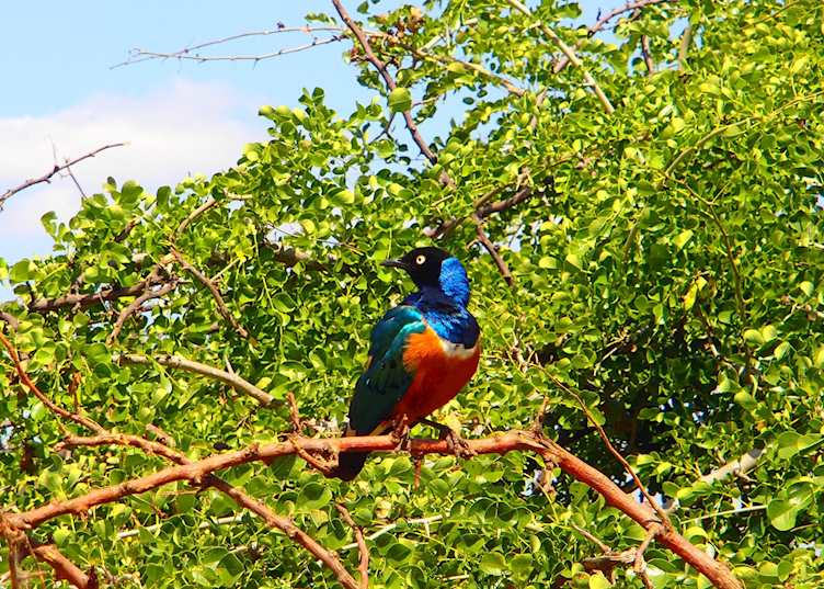 Superb starling, Tarangire National Park, Tanzania