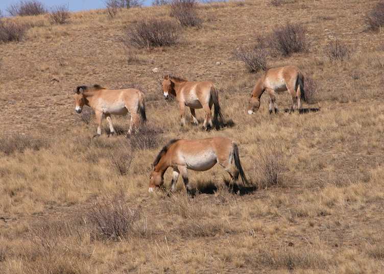 Khustai Nuruu National Park, Mongolia