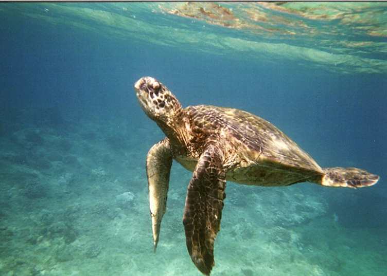 Turtle, Napili Bay, Napili Kai Beach Resort, Maui