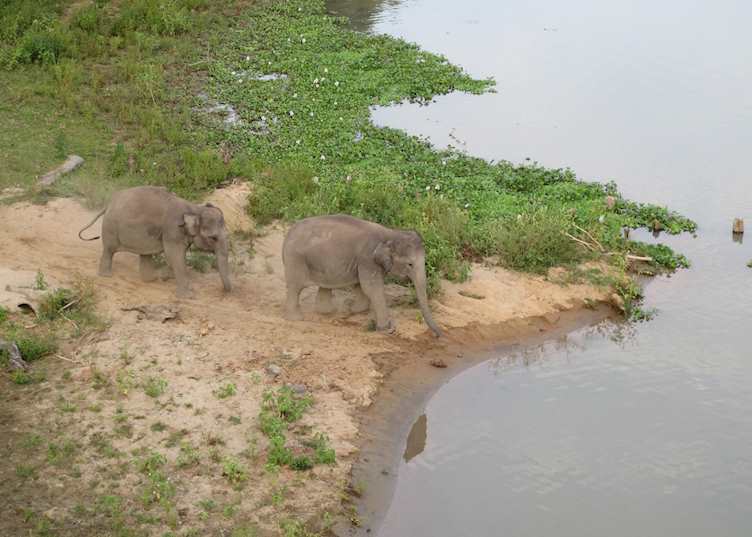 Kaziranga National Park