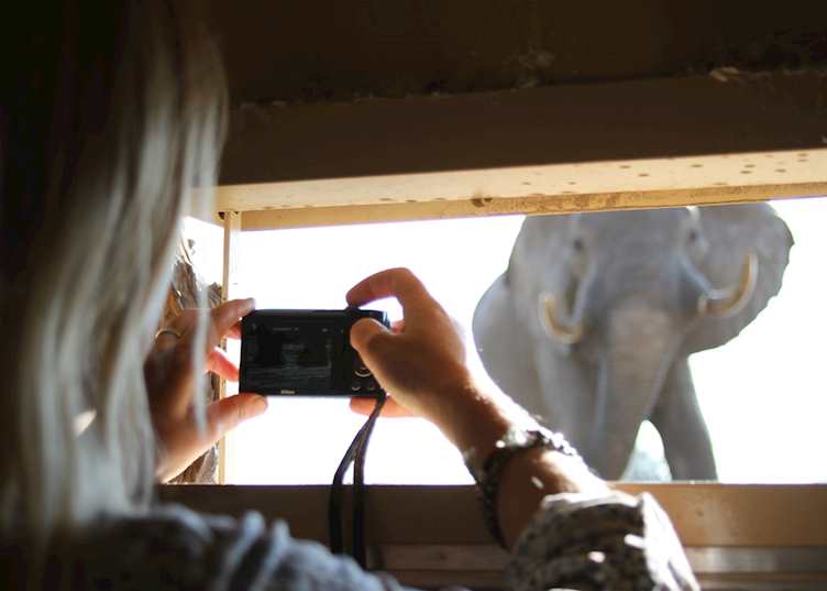 'Look Up' Hide, Camelthorn Lodge, Hwange National Park