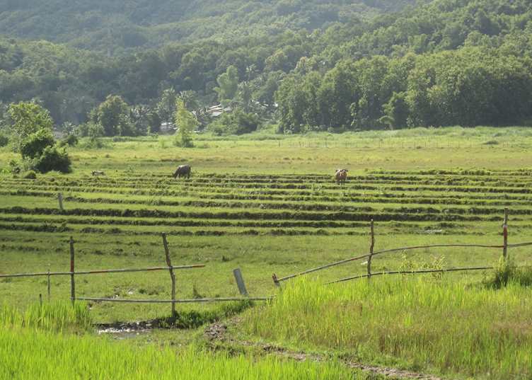 Rice fields at the Living Land Rice Experience, Luang Prabang