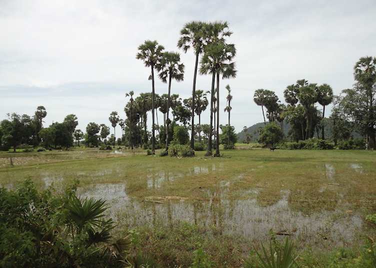 Countryside views, Siem Reap