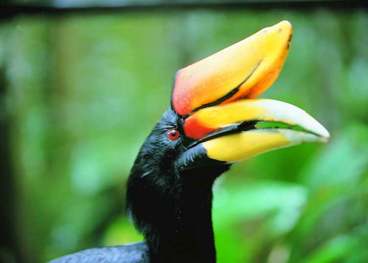Rhinoceros Hornbill, Malaysian Borneo