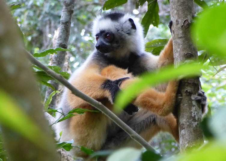 Diademed Sifaka, Andasibe, Madagascar