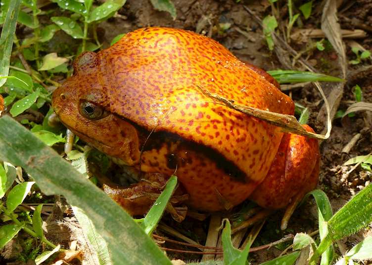 Tomato frog, Madagascar