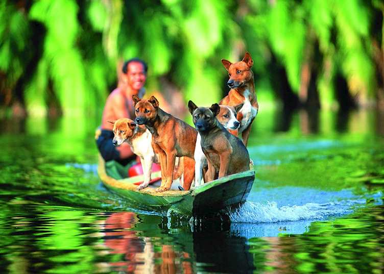Fisherman and his dogs, Batang Ai, Malaysian Borneo