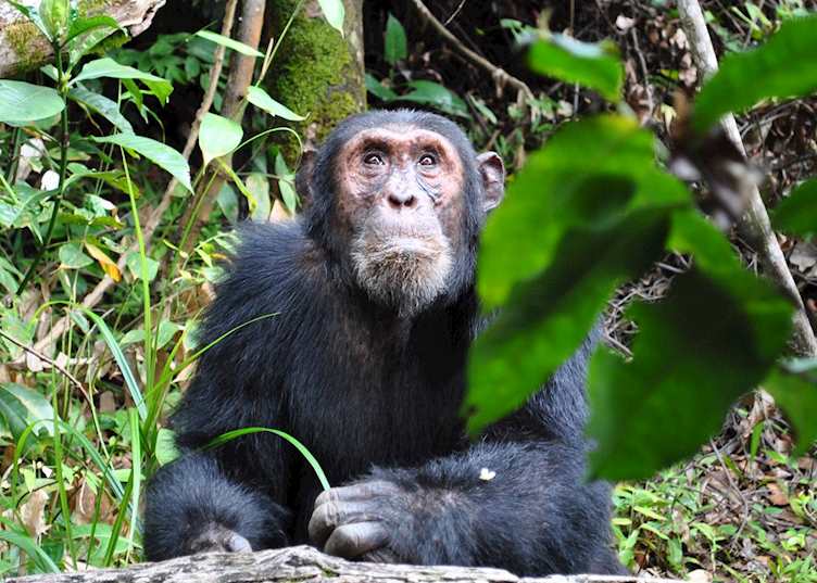 Chimpanzee in Mahale Mountains National Park, Tanzania