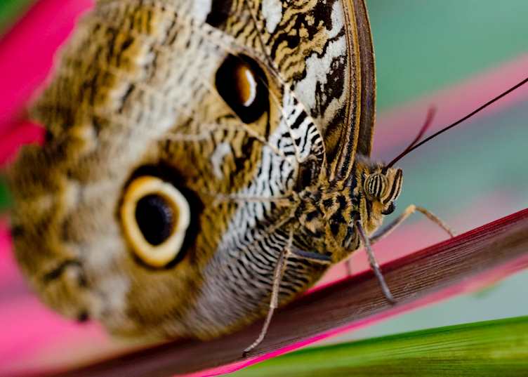 Owl butterfly, Ecuadorian Amazon