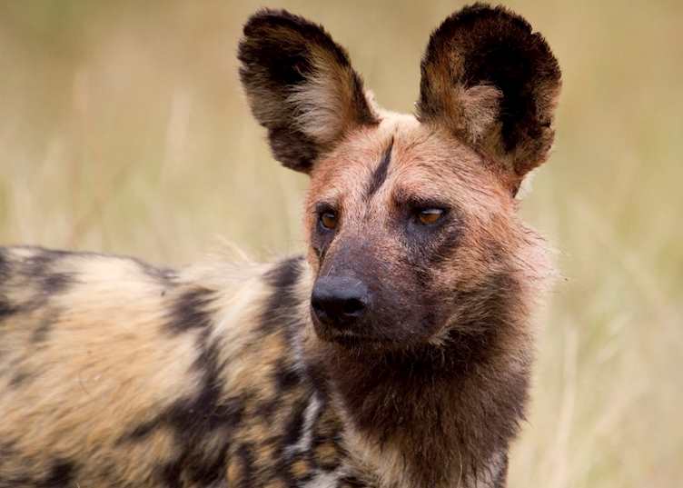 Wild dog, Dulini Safari Lodge, The Sabi Sand Wildtuin