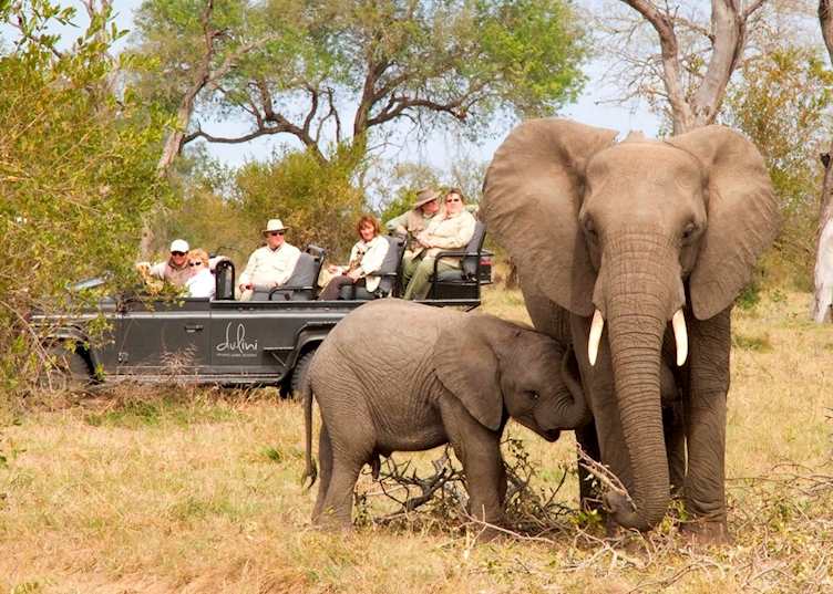 Game Drive, Dulini Safari Lodge, The Sabi Sand Wildtuin