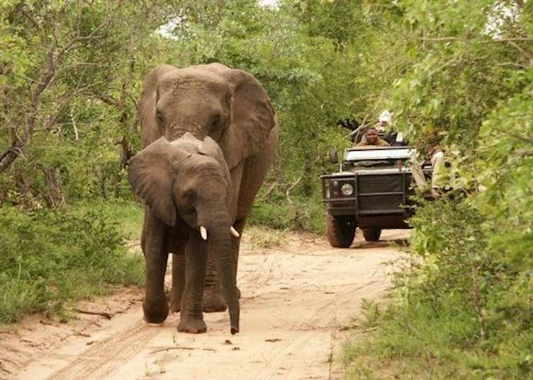 Game Drive, Shumbalala Game Lodge, Thornybush Private Game Reserve