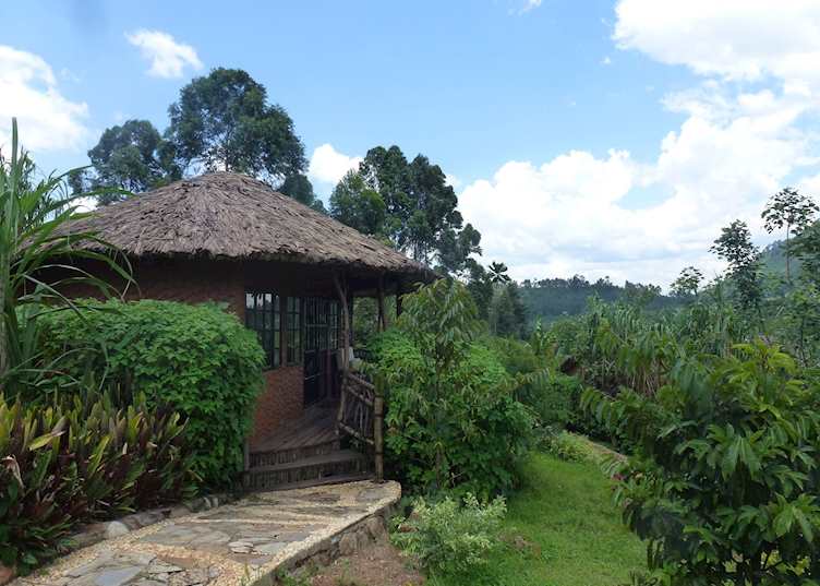 Mahogany Springs, Bwindi Impenetrable Forest National Park