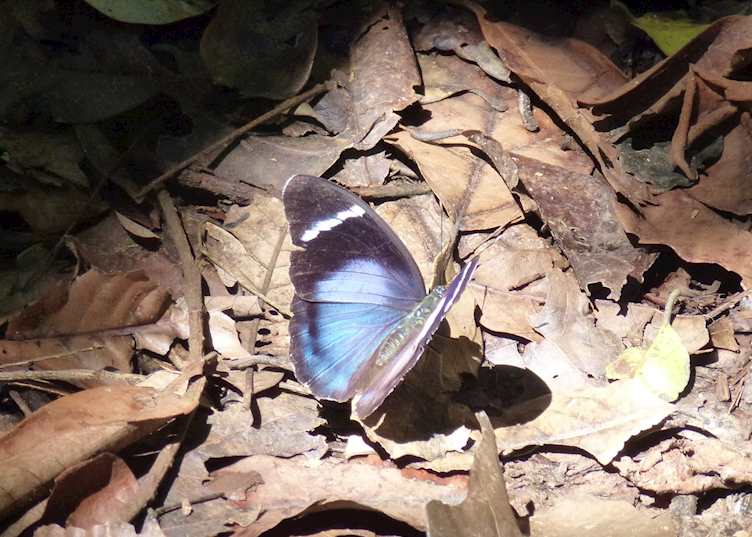 Butterfly, Nyungwe Forest National Park, Rwanda