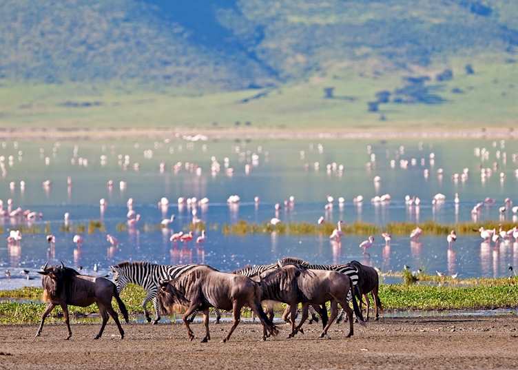 Wildebeest, zebra and flamingos in the Ngorongoro Crater