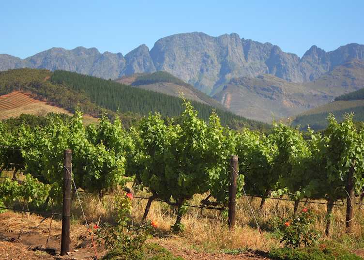 Vineyard in Montagu, South Africa