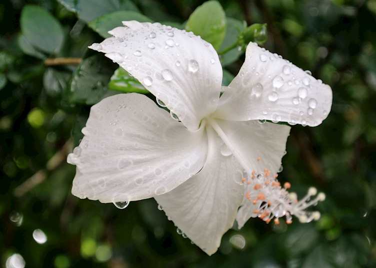 Flower at the White Temple, Chiang Rai, Thailand