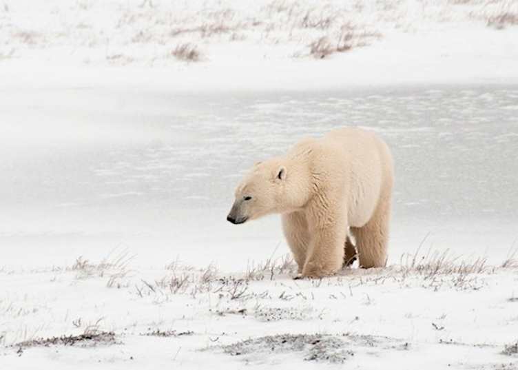 Polar bear in Churchill, Canada