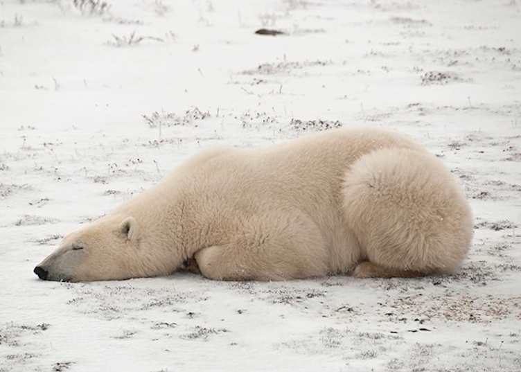 Polar bear in Churchill, Canada