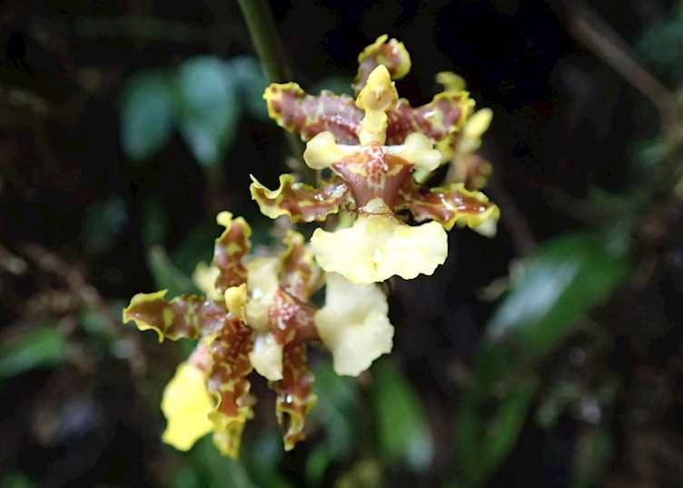 Cloudforest flora, Costa Rica