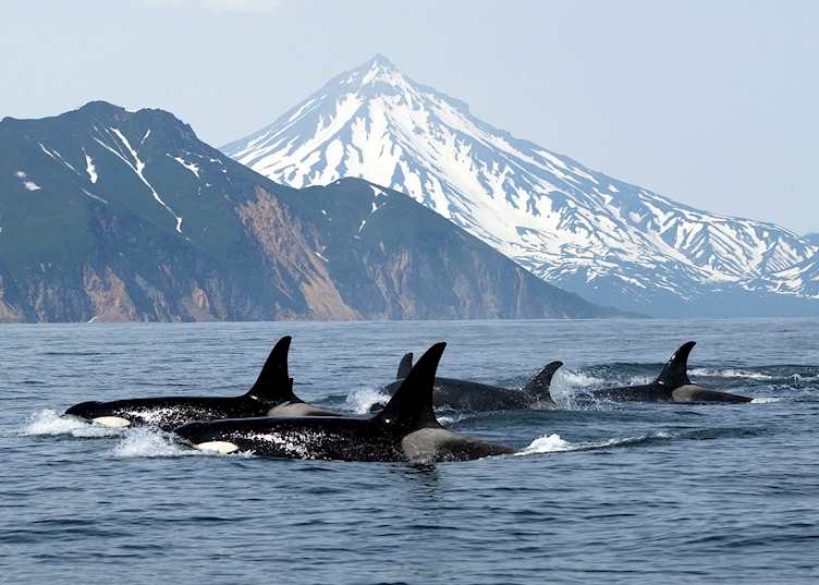 A pod of orca off Vancouver Island