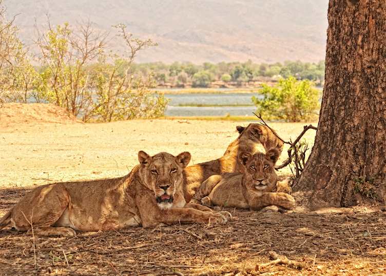 Lions in Mana Pools