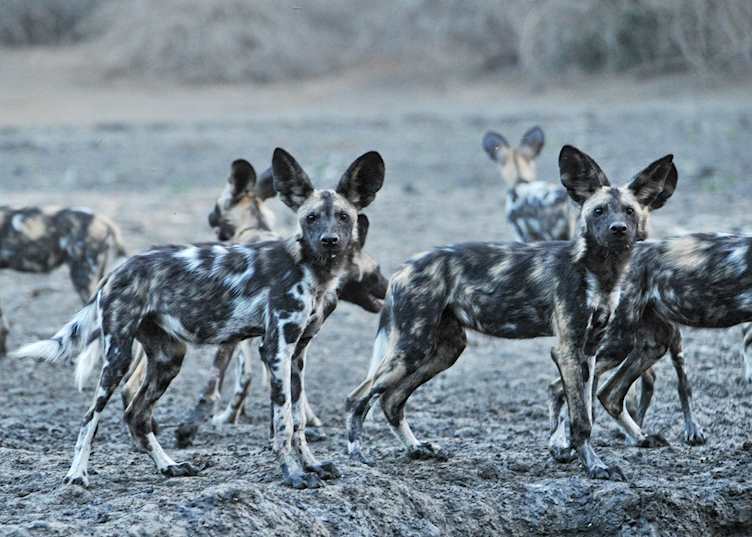 African wild dogs, Mana Pools