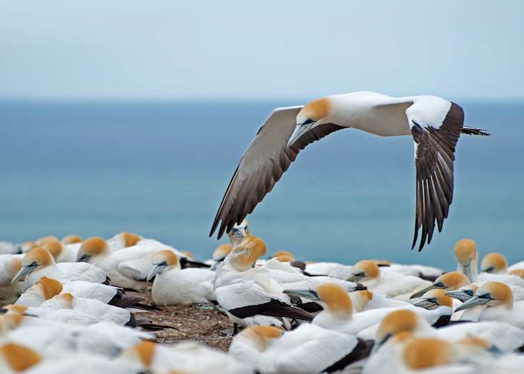 Hawke's Bay gannets
