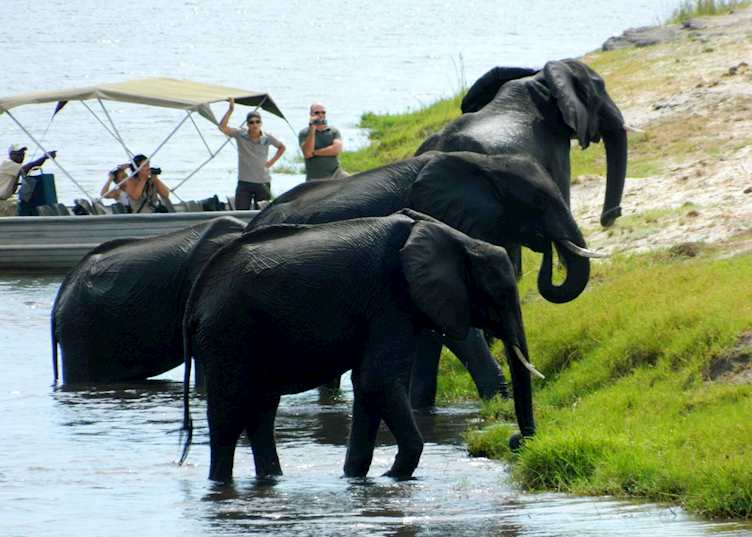 Elephant crossing the Chobe River, Chobe National Park, Botswana