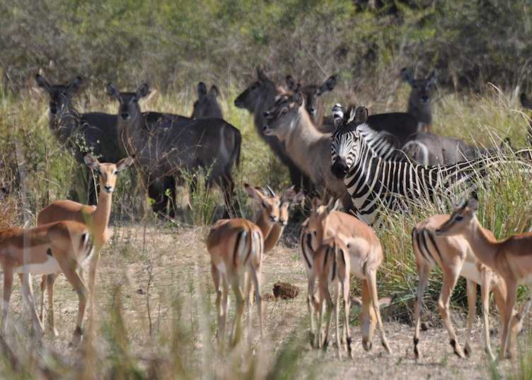 Game around Anabezi Camp, Lower Zambezi National Park