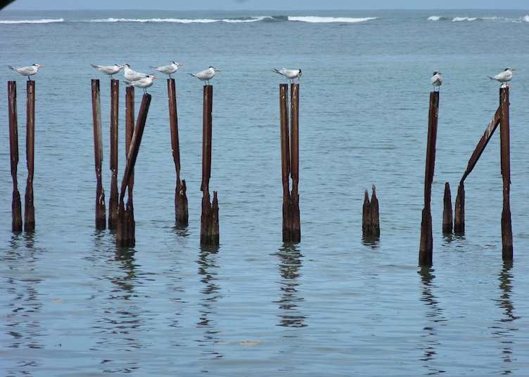 Birds at Cahuita National Park