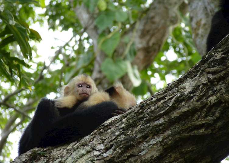 Capuchin monkey with baby