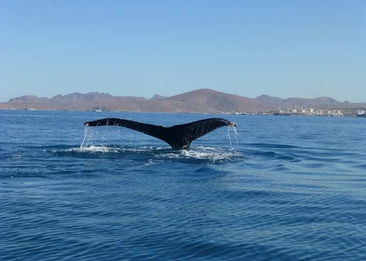 Humpback Whale, Sea of Cortez