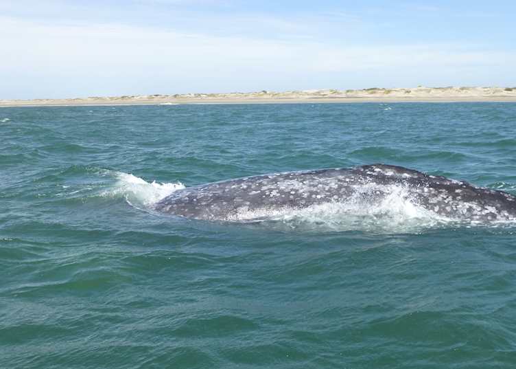 Grey whale, Magdalena Bay