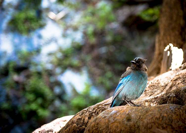 Steller's jay, Big Sur