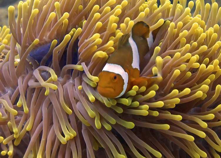 Thriving sea life around the Perhentian Islands, Malaysia