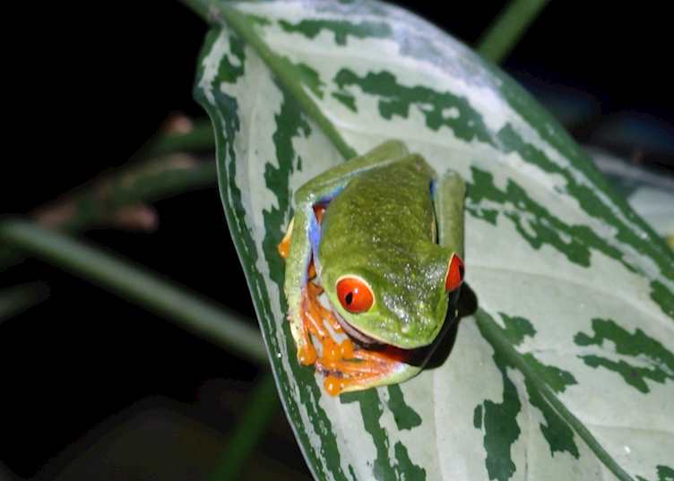 Gaudy leaf frog, Sarapiqui, Costa Rica