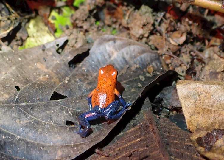 Blue jeans dart frog, Sarapiqui, Costa Rica