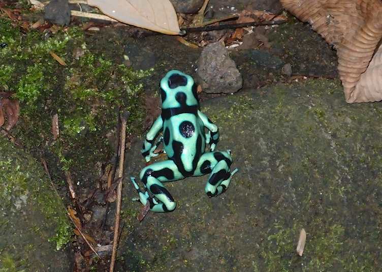 Black and green dart frog, Sarapiqui, Costa Rica
