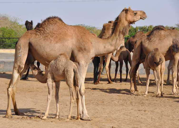 Camel farm, Bikaner