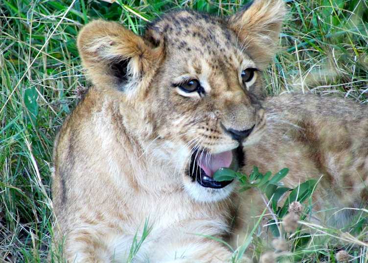 Lion cub, Kwara Concession, Botswana