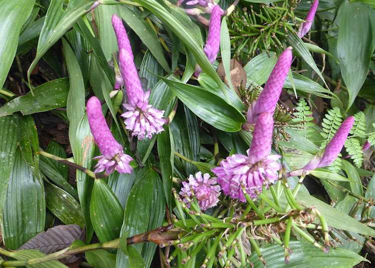 Cloudforest flora, Ecuador