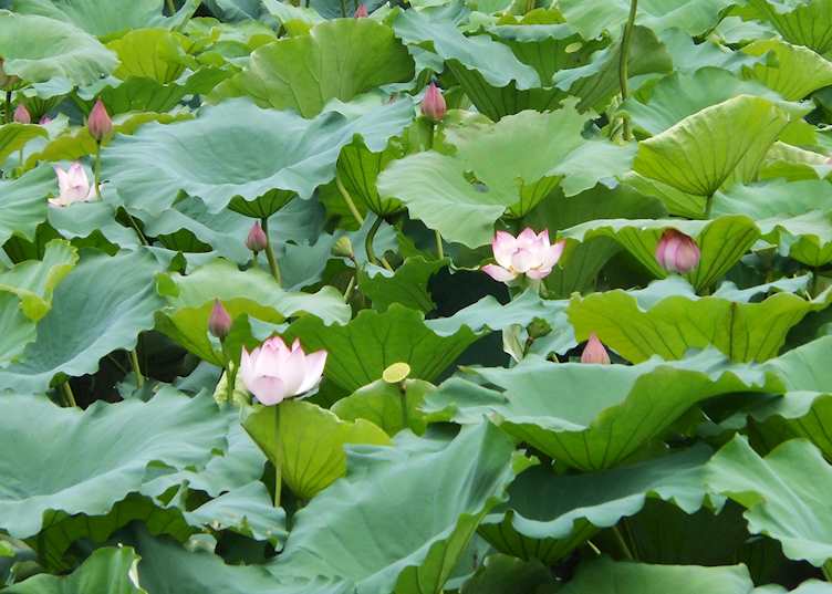 Lotus blossoms in Ky Son