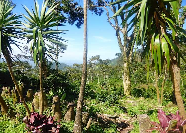 Selva Negra
