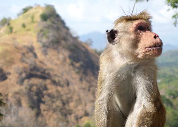 Monkey at Dambulla caves