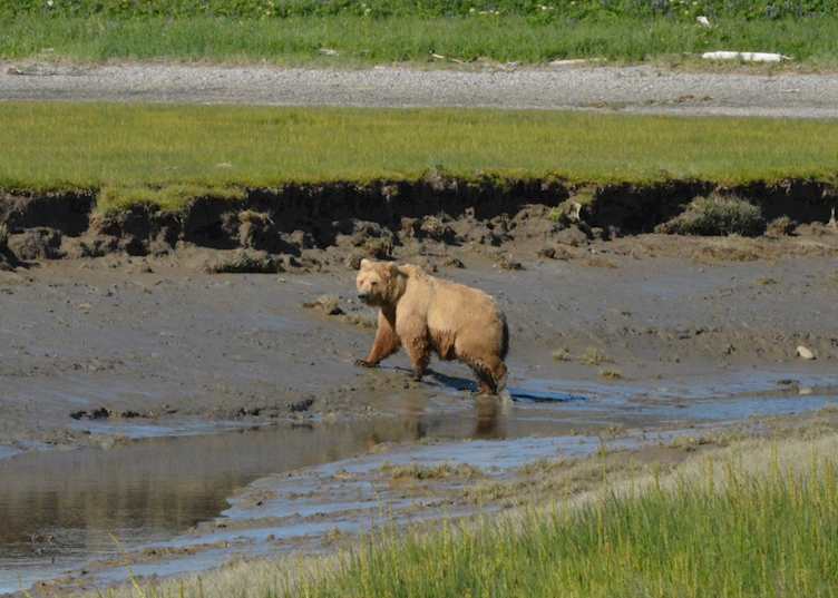 Grizzly Bear, Homer