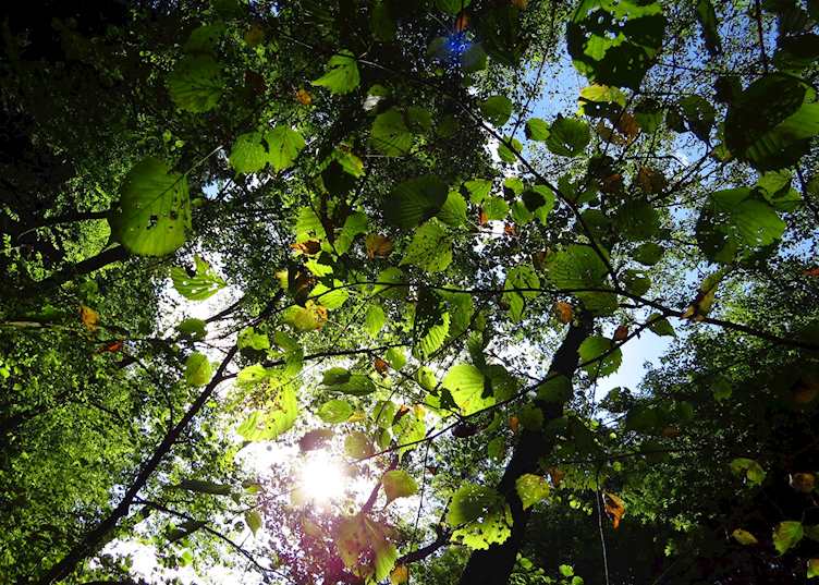 Sunburst leaves on Naksendo Highway, Tsumago, Japan